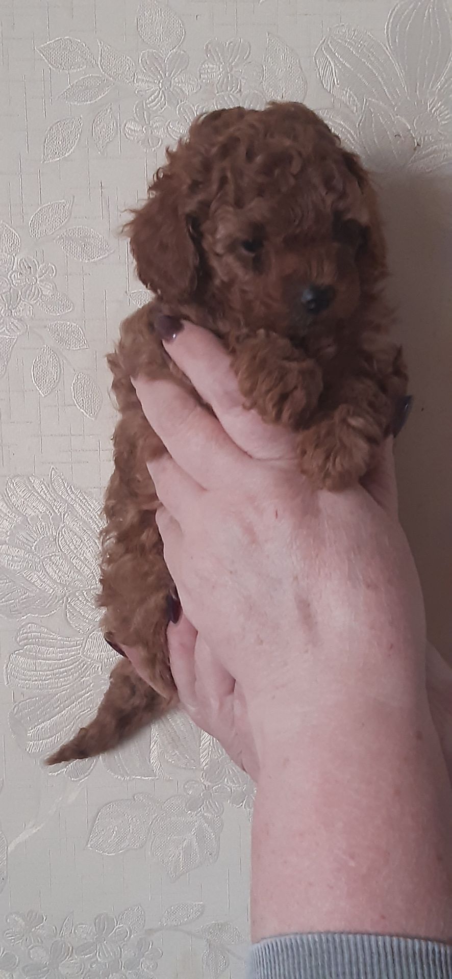 Чудо дівчинка