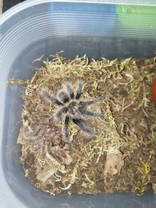 Grammostola Rosea Red, Tliltocatl Albopilosus Nicaragua