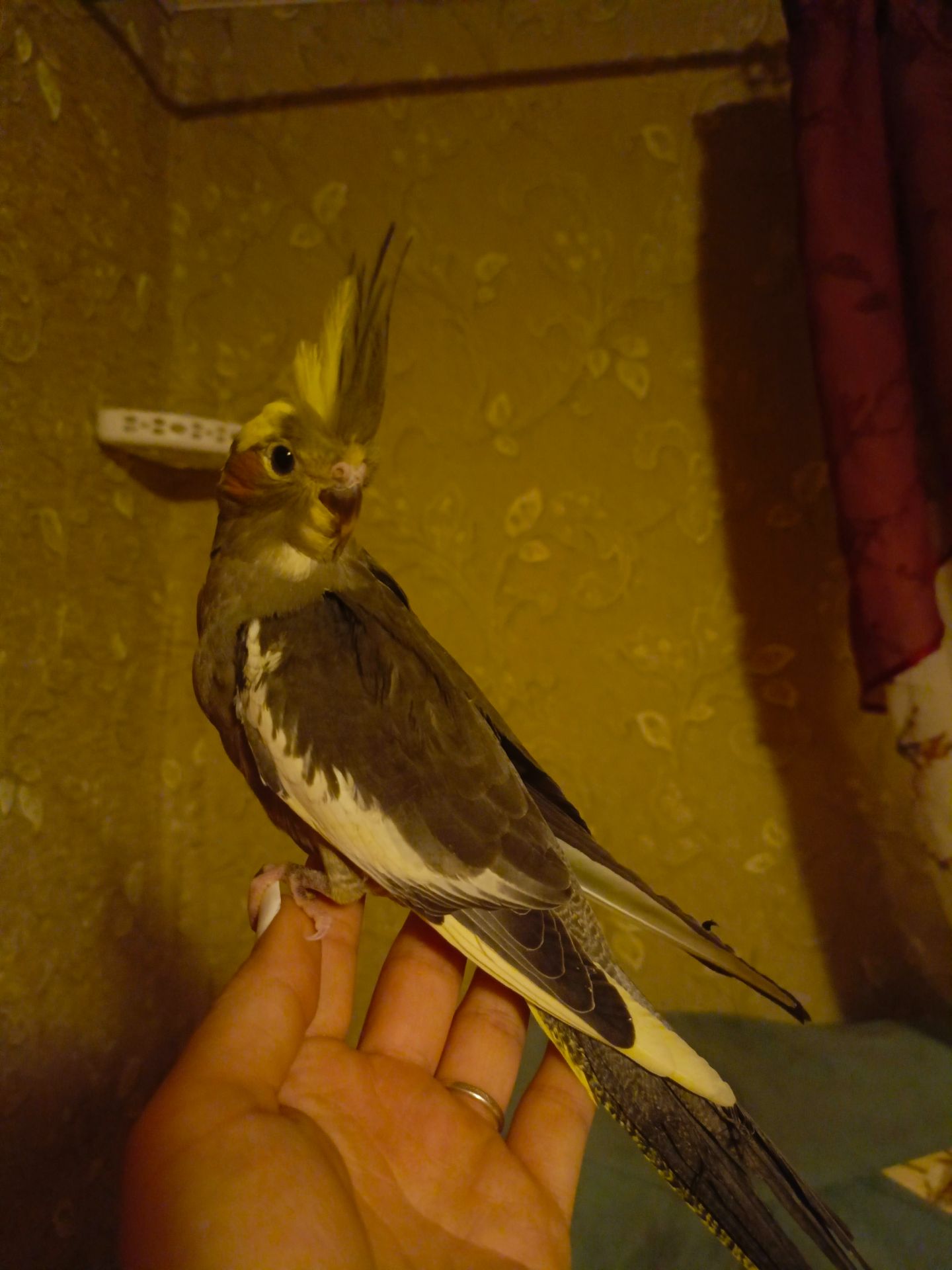 Папуги Корелли