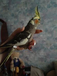 Папуги Корелли