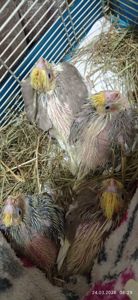 Корела (малюки)