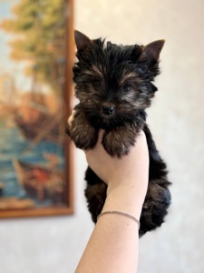 Темний хлопчик йорк