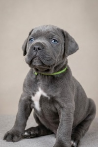 Цуценята Кане-корсо