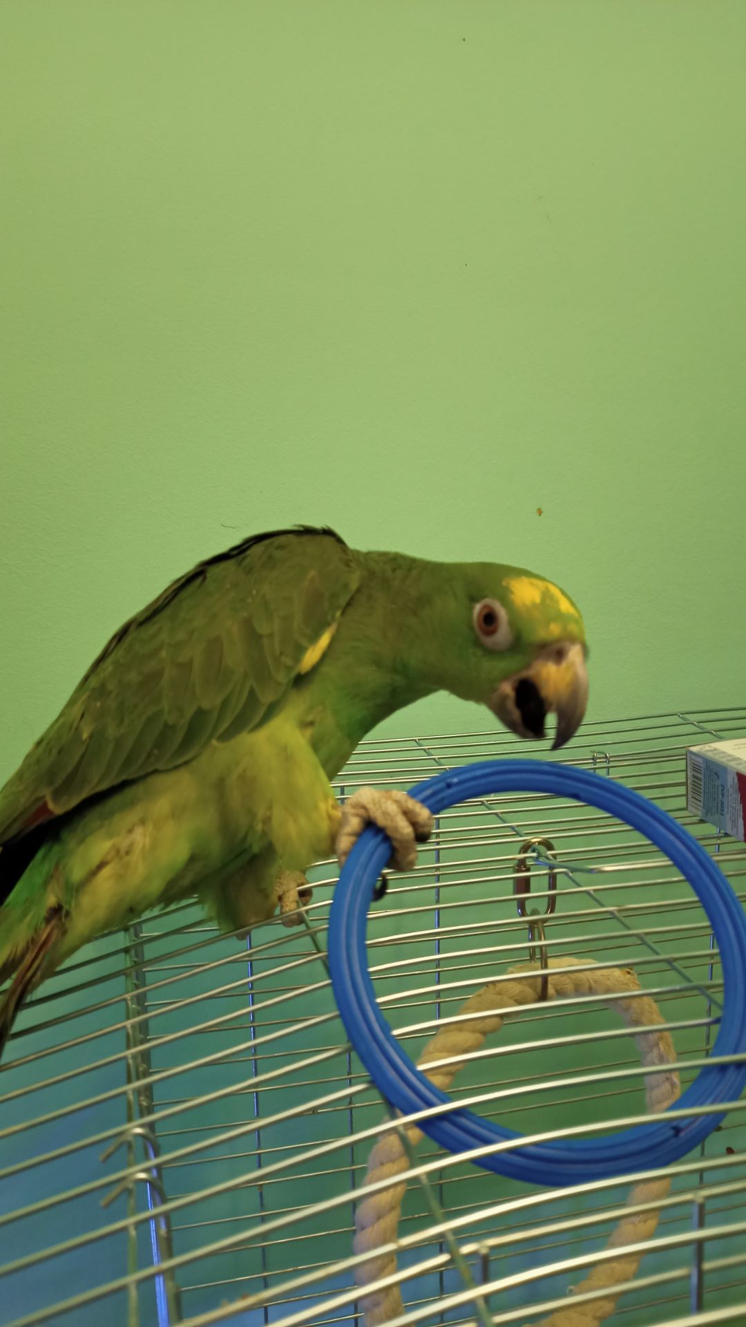 Продам самочку Амазона