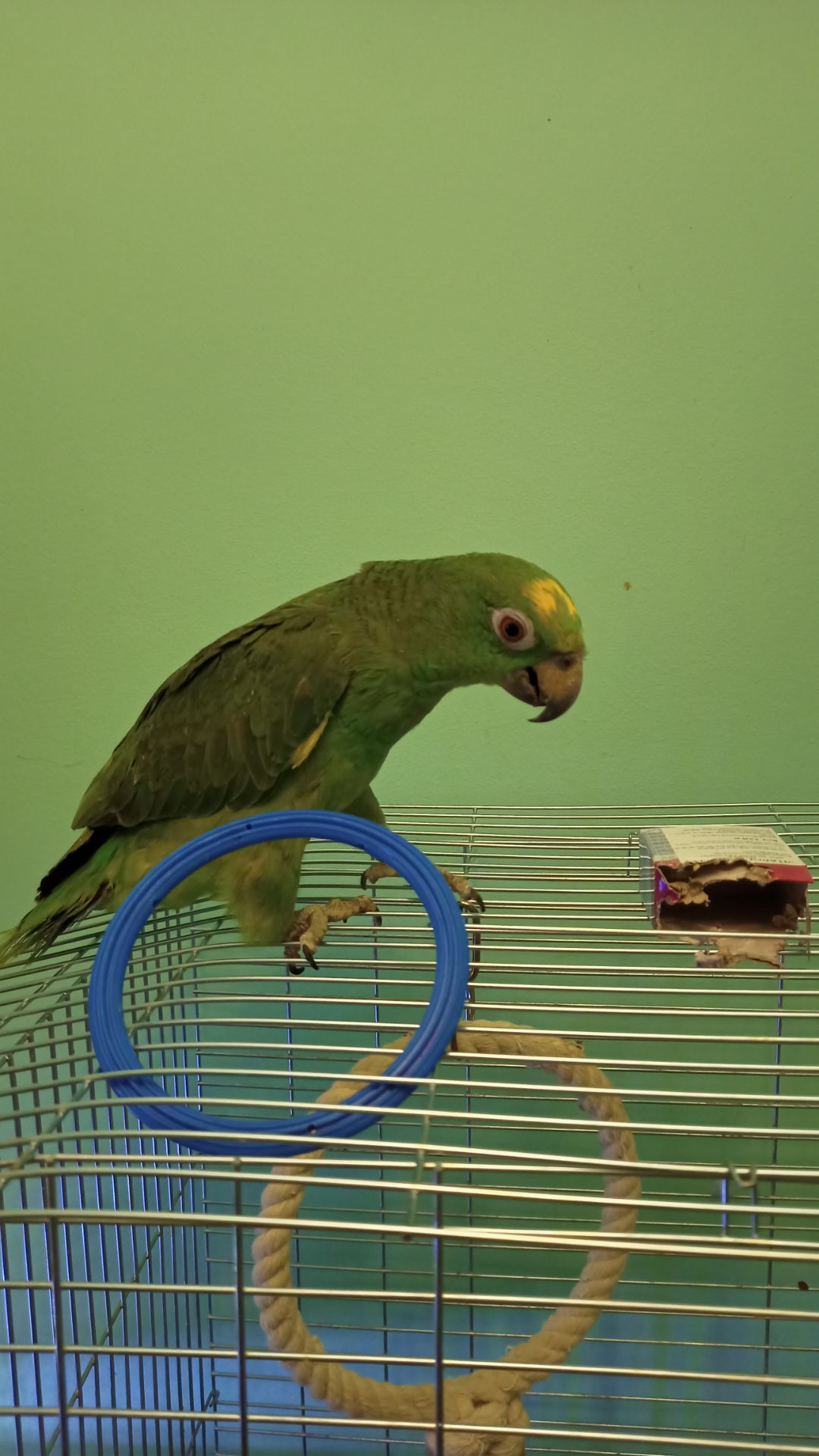 Продам самочку Амазона