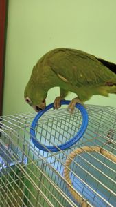 Продам самочку Амазона