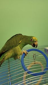 Продам самочку Амазона