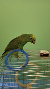 Продам самочку Амазона