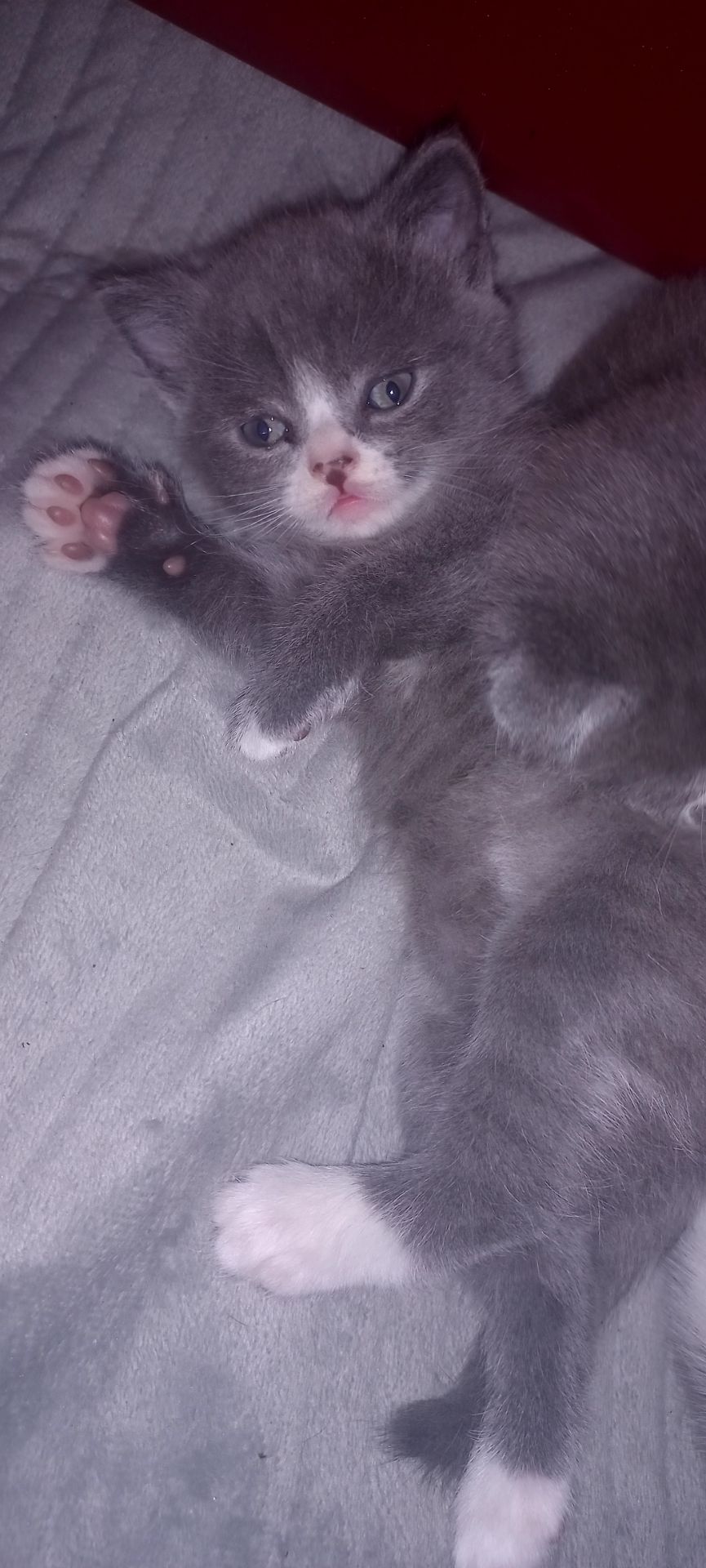 Шотландські дівчинки чекають своїх батьків