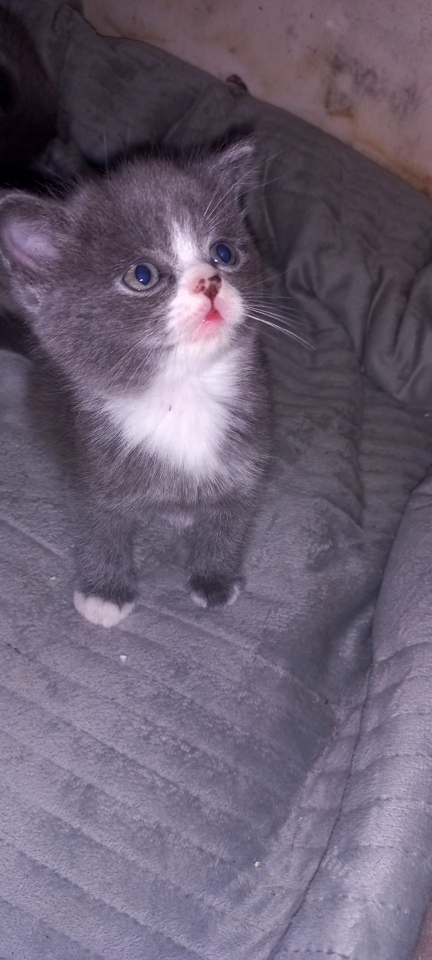 Шотландські дівчинки чекають своїх батьків