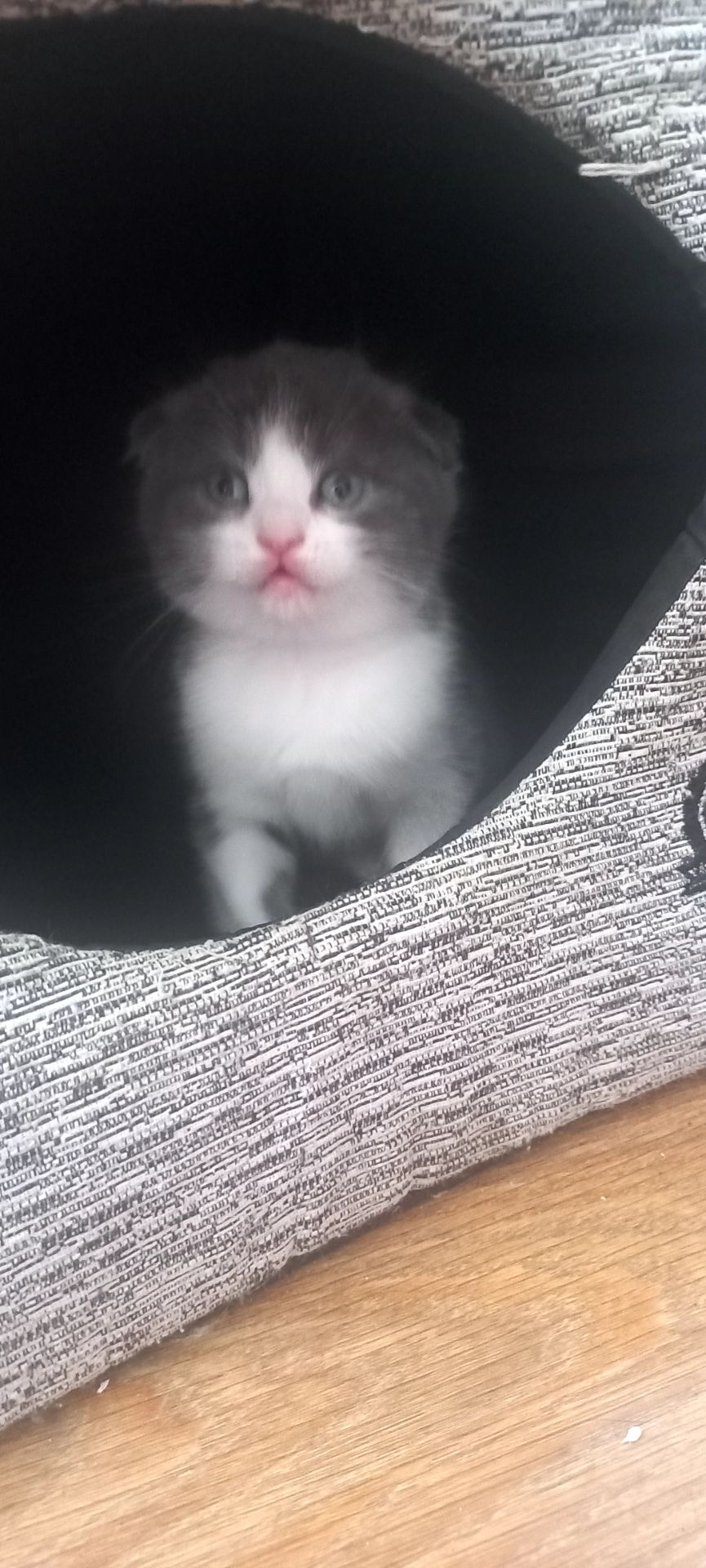 Шотландські дівчинки чекають своїх батьків