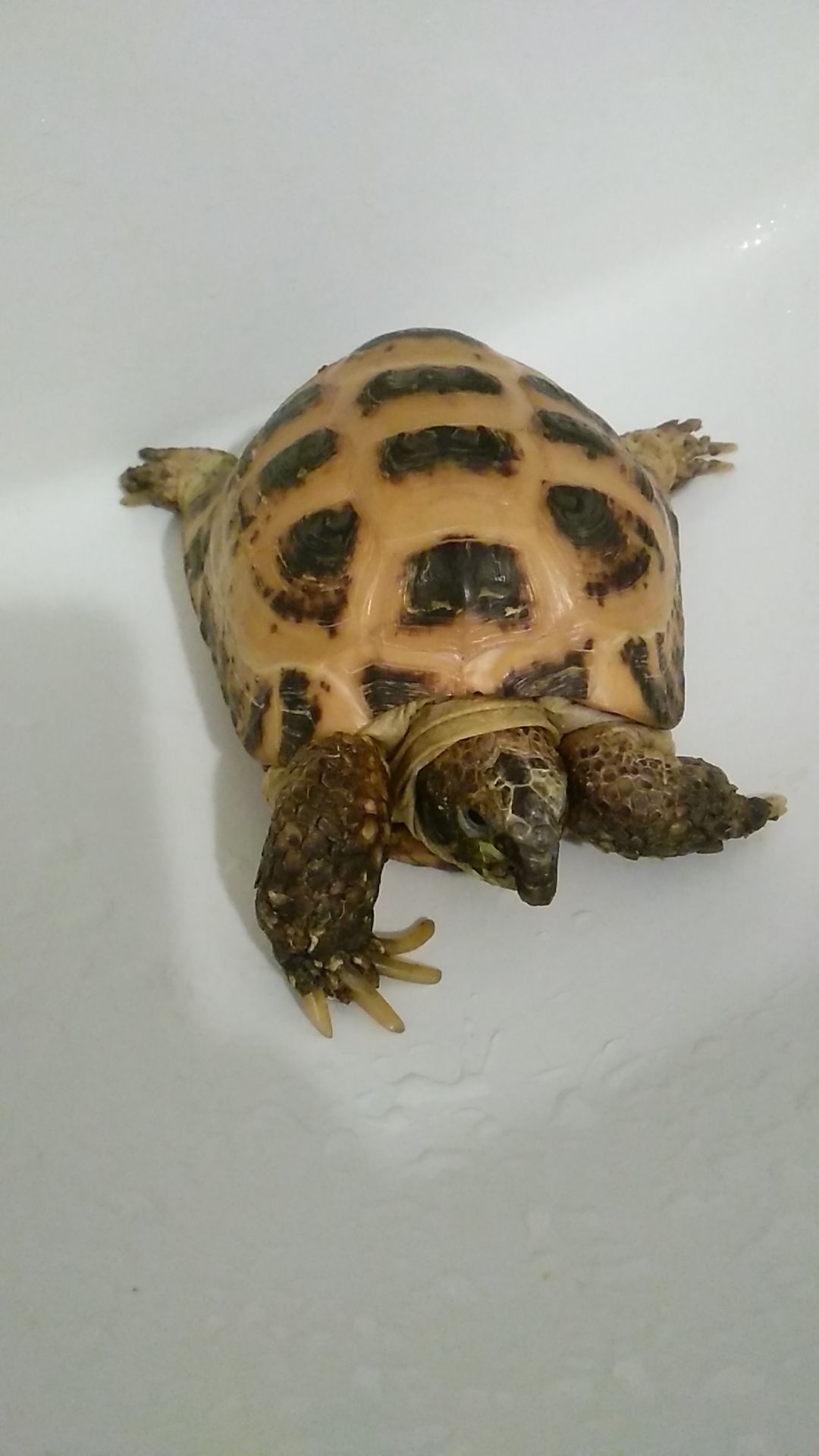 Среднеазиатская черепаха с террариумом Киев