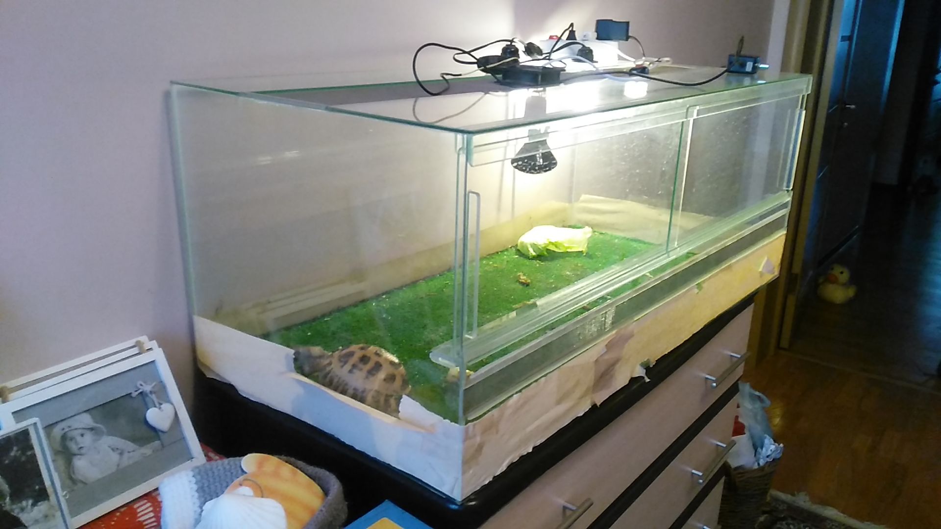 Среднеазиатская черепаха с террариумом Киев