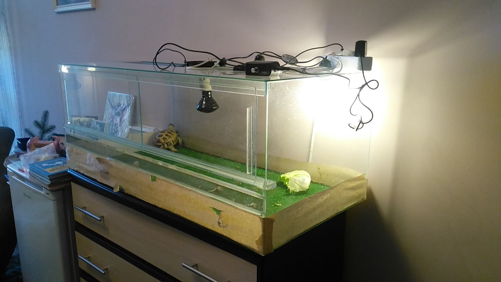 Среднеазиатская черепаха с террариумом Киев