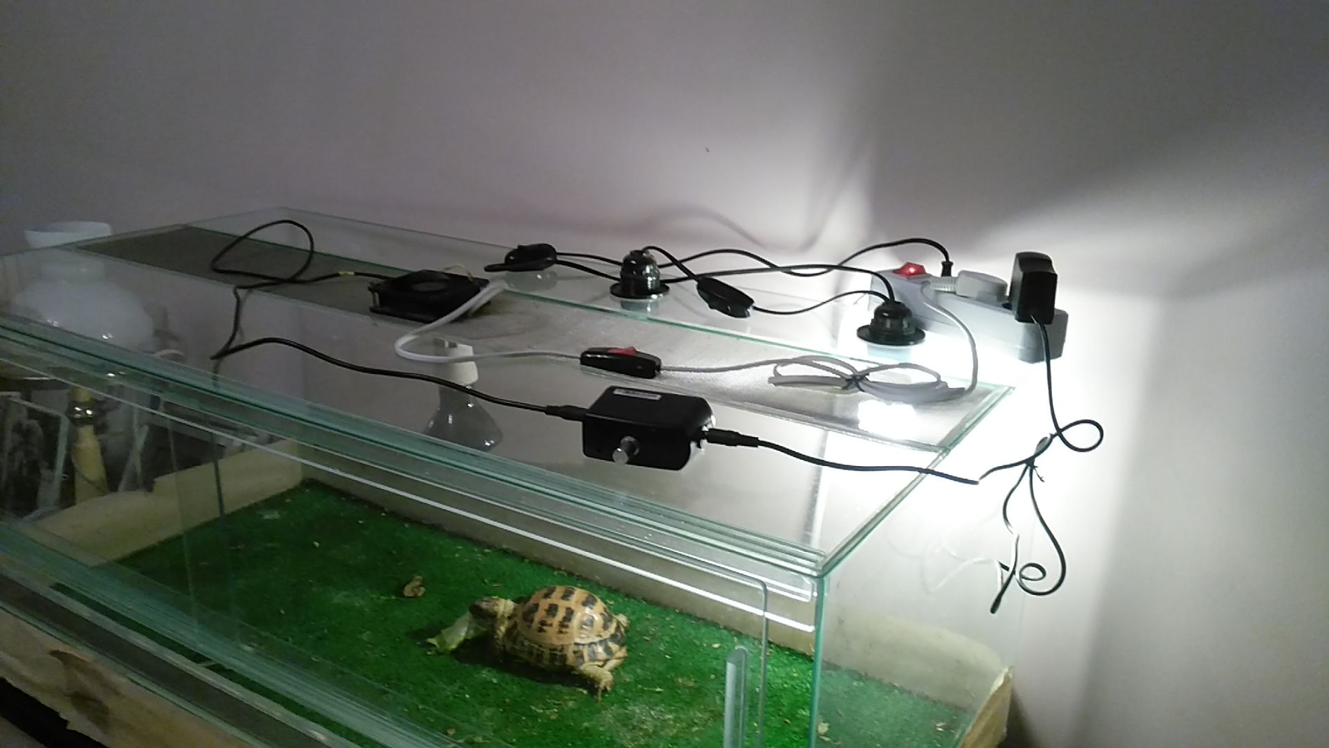 Среднеазиатская черепаха с террариумом Киев