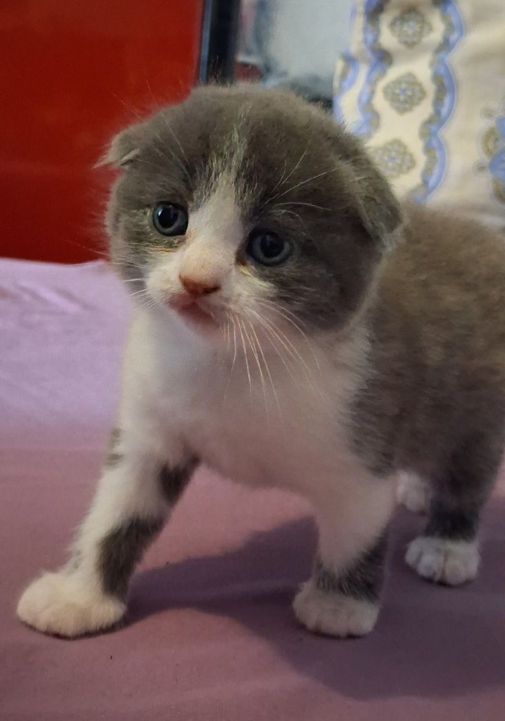 Шотландські дівчинки чекають своїх батьків