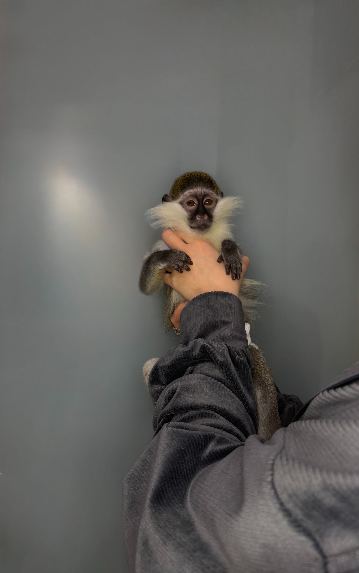 Мавпочка верветка, ручна грайлива мавпочка