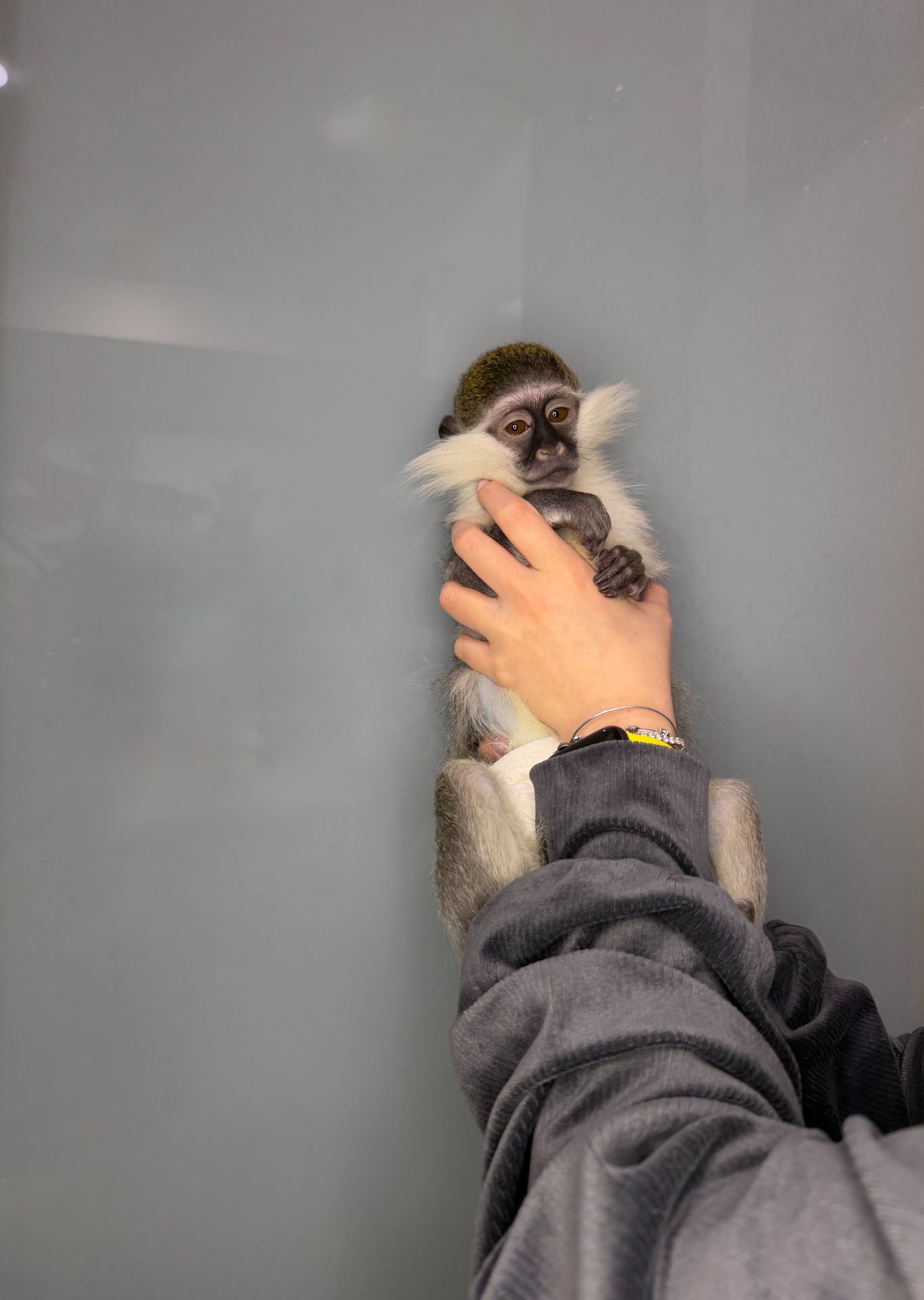 Мавпочка верветка, ручна грайлива мавпочка