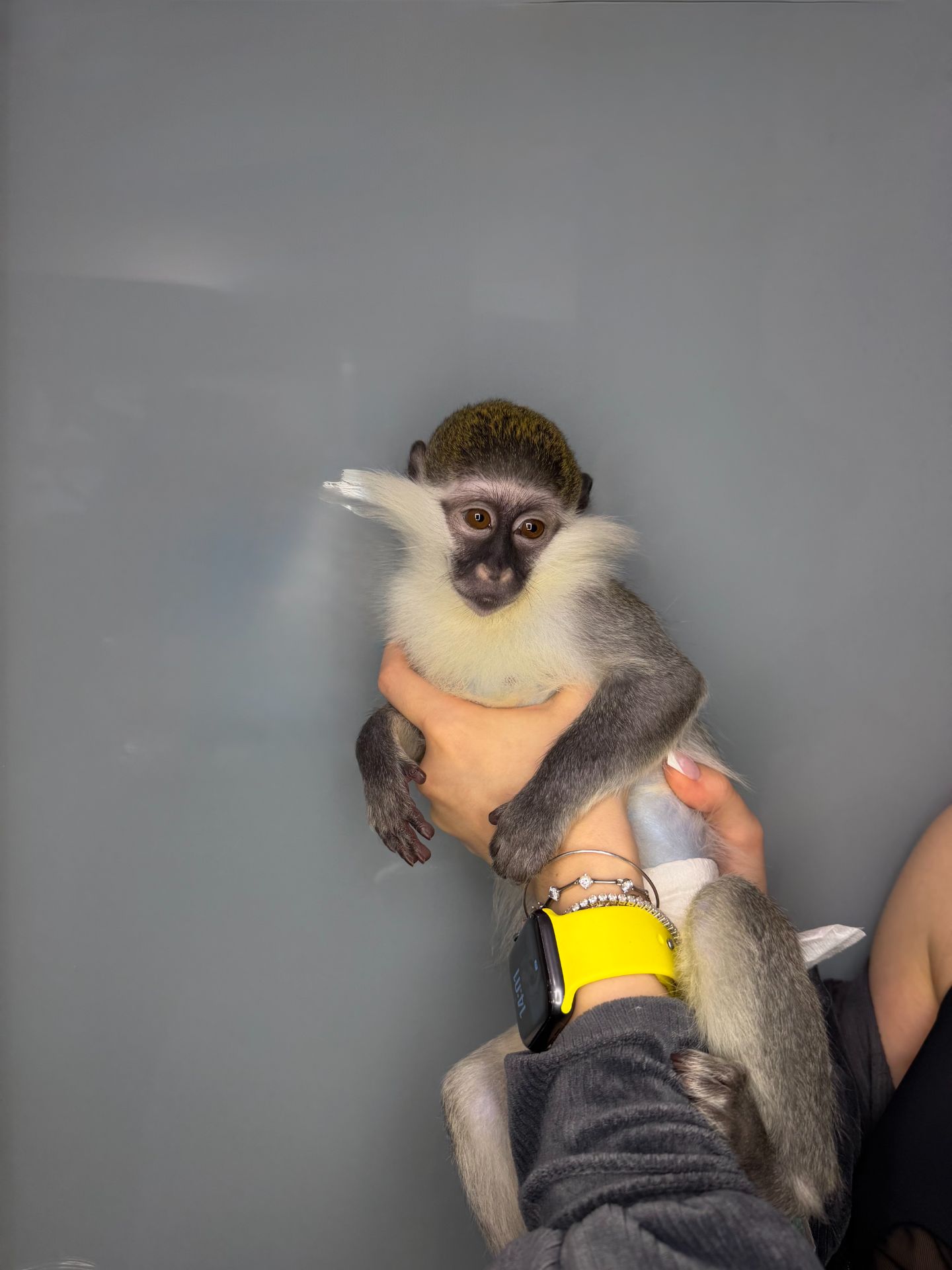 Мавпочка верветка, ручна грайлива мавпочка