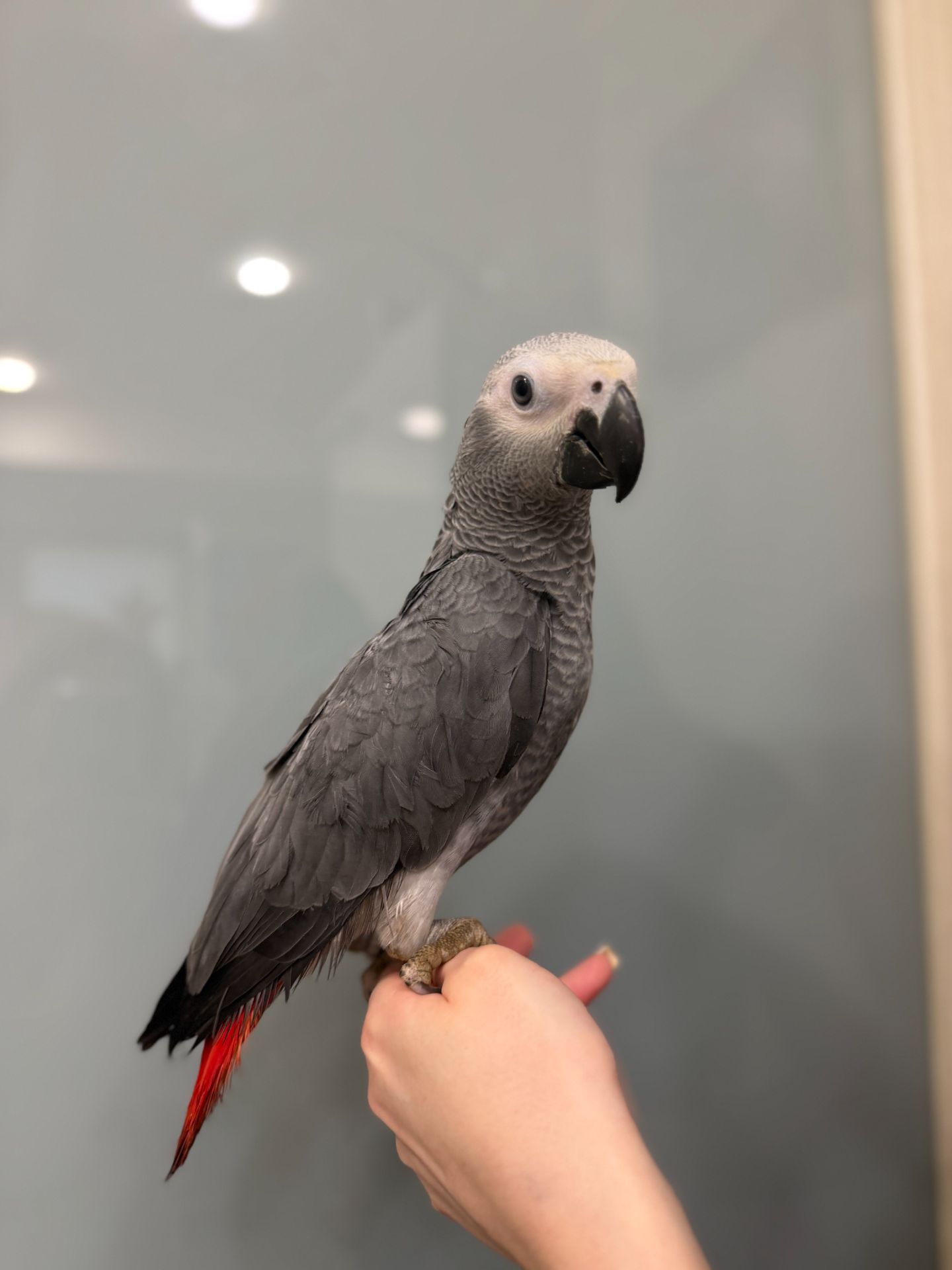 Розмовляючий жако, пташенята сірого жако, ручні папужки