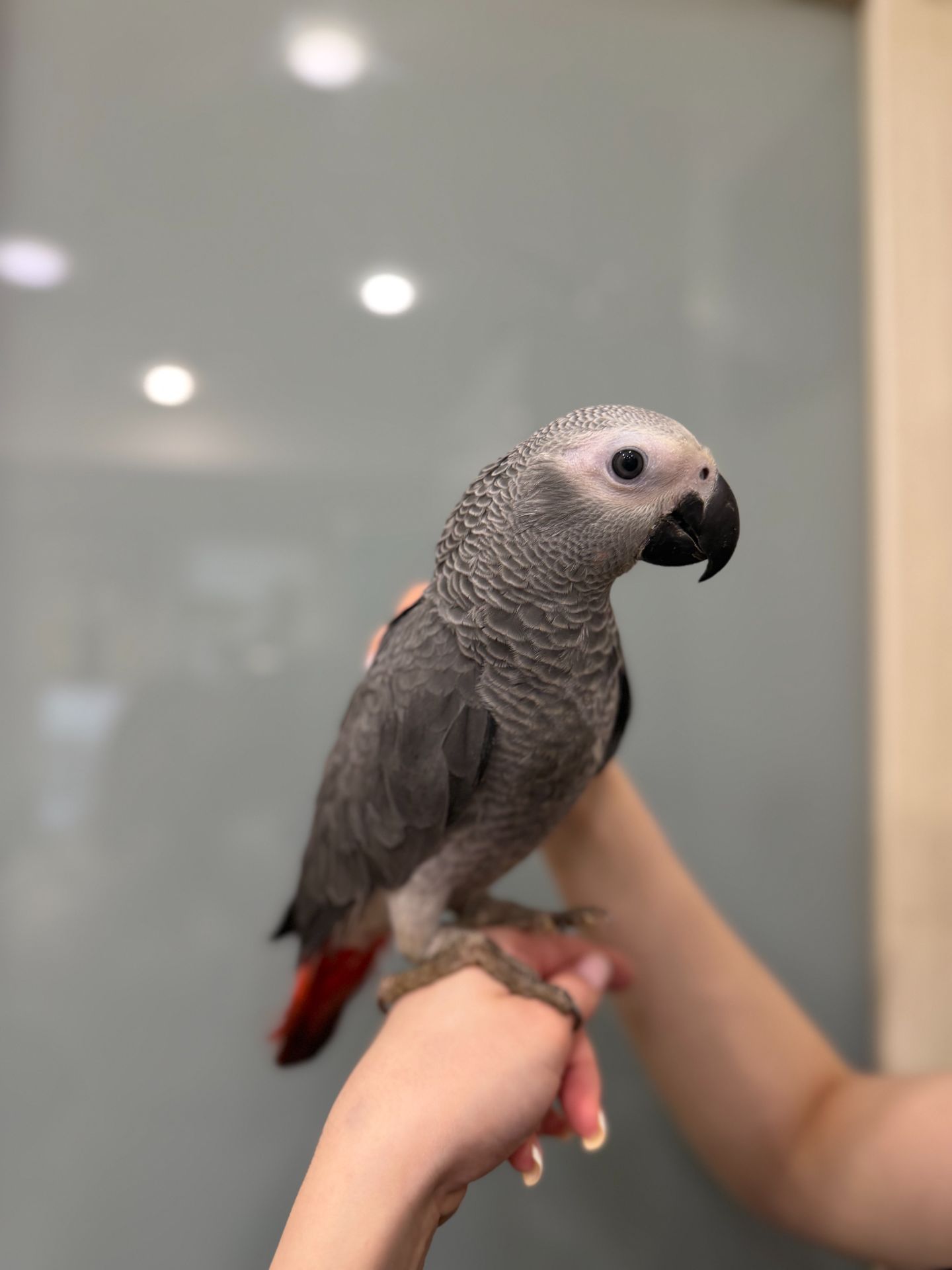 Розмовляючий жако, пташенята сірого жако, ручні папужки