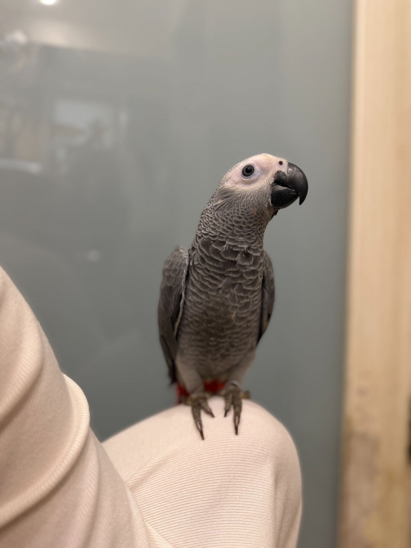 Розмовляючий жако, пташенята сірого жако, ручні папужки