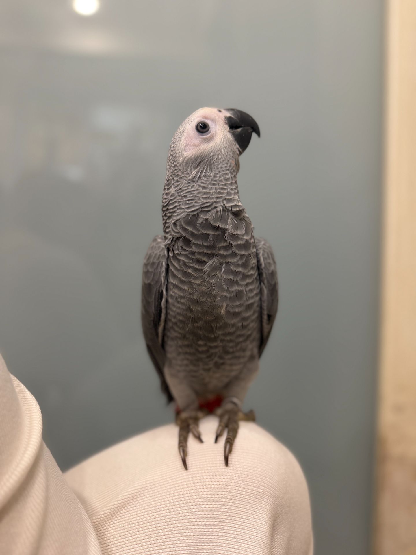 Розмовляючий жако, пташенята сірого жако, ручні папужки