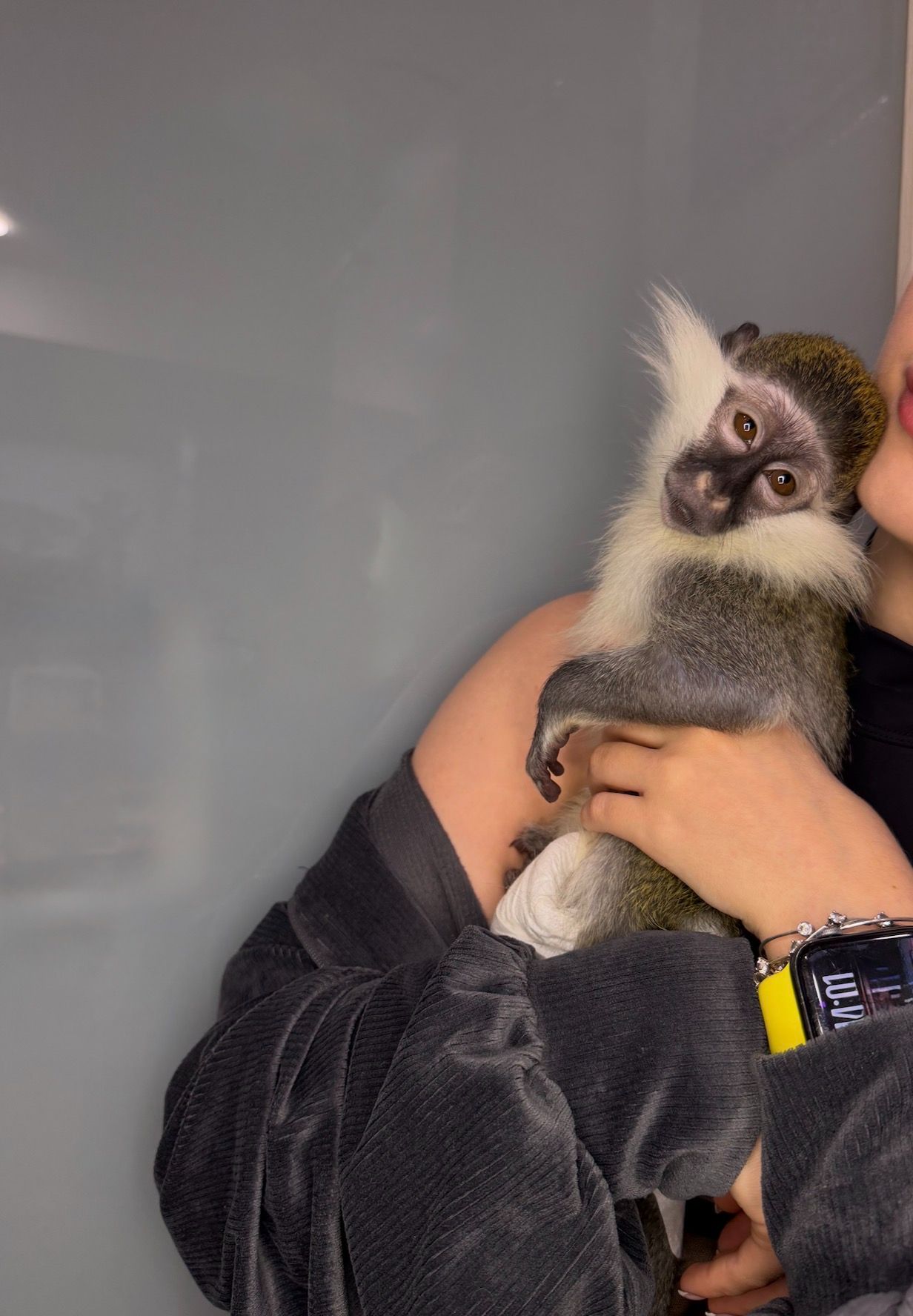 Мавпочка верветка, ручна грайлива мавпочка