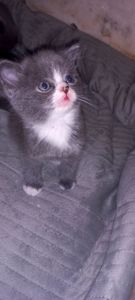 Шотландські дівчинки чекають своїх батьків