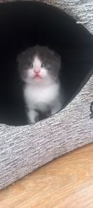 Шотландські дівчинки чекають своїх батьків