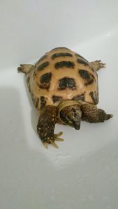 Среднеазиатская черепаха с террариумом Киев