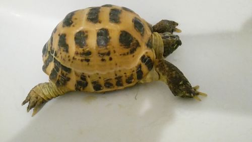 Среднеазиатская черепаха с террариумом Киев