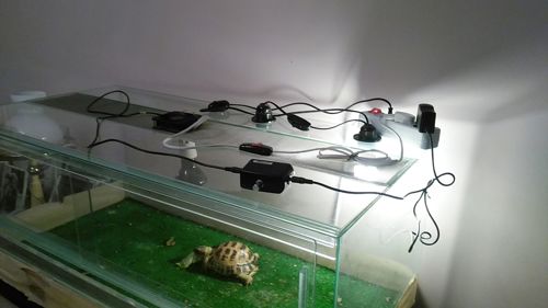 Среднеазиатская черепаха с террариумом Киев