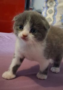 Шотландські дівчинки чекають своїх батьків