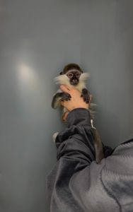 Мавпочка верветка, ручна грайлива мавпочка