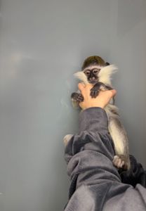 Мавпочка верветка, ручна грайлива мавпочка