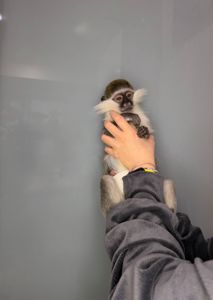 Мавпочка верветка, ручна грайлива мавпочка