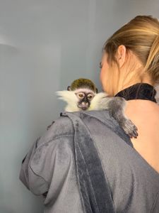 Мавпочка верветка, ручна грайлива мавпочка