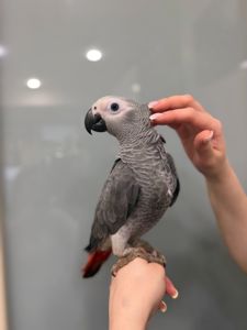 Розмовляючий жако, пташенята сірого жако, ручні папужки