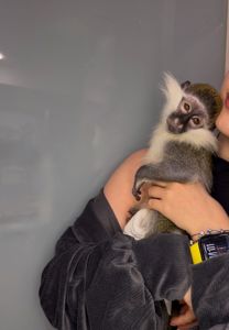 Мавпочка верветка, ручна грайлива мавпочка