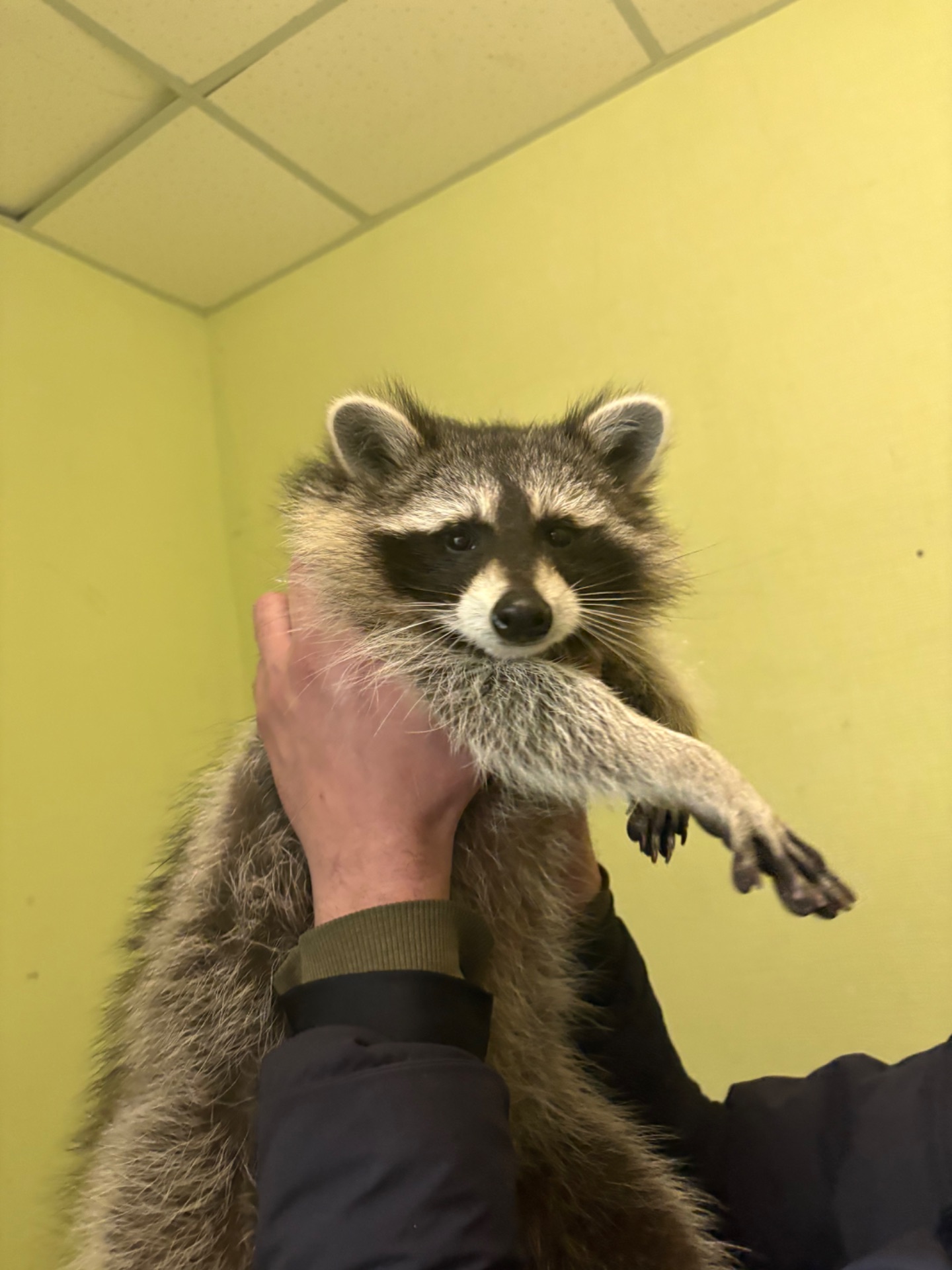 Єнотик полоскун