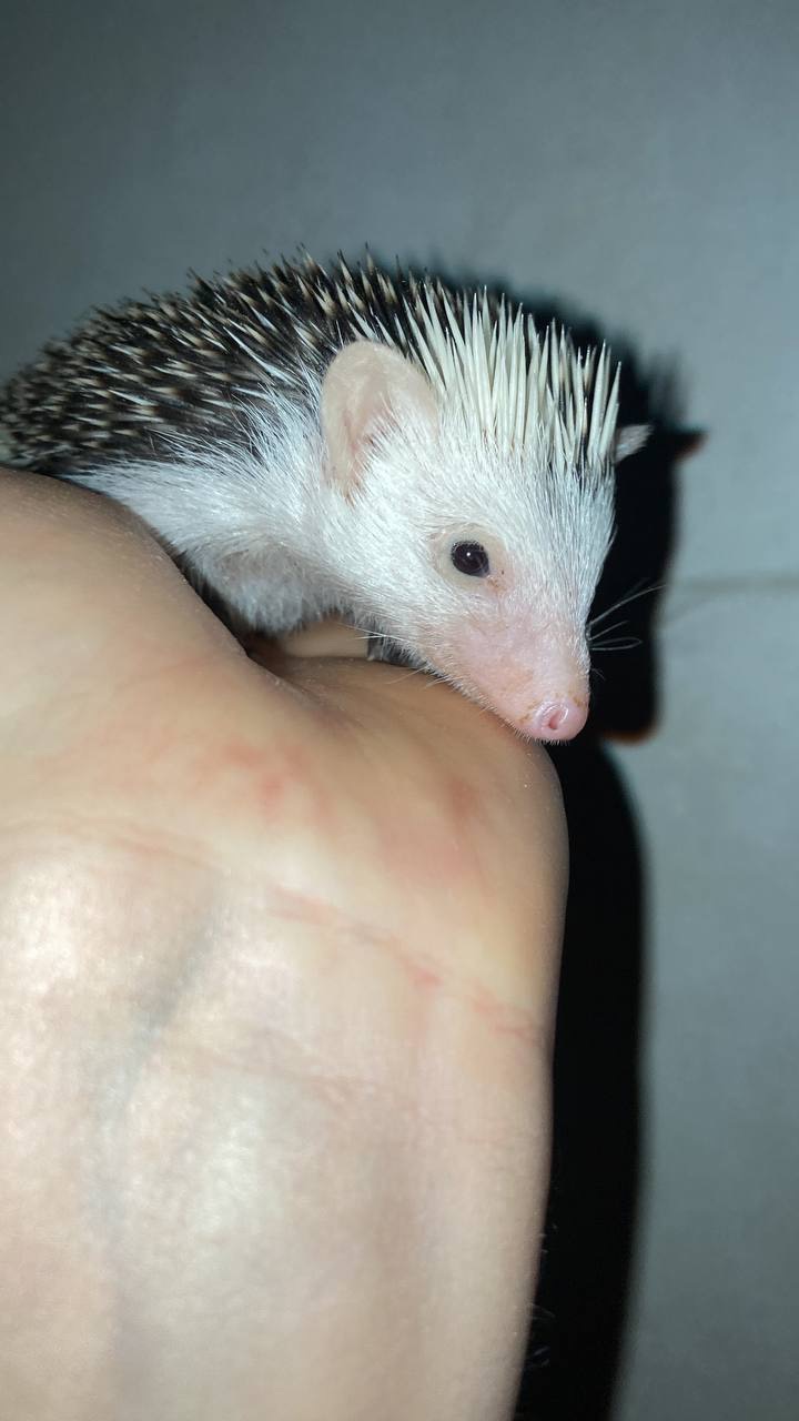 Африканський карликовий їжачок. Самичка