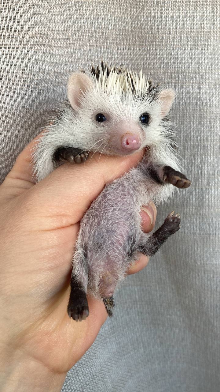 Африканський карликовий їжачок. Самичка