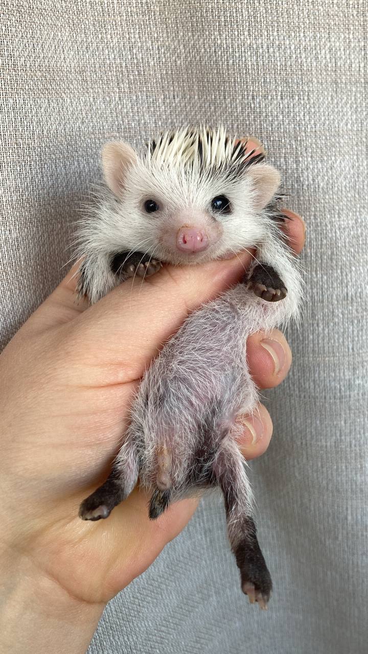 Африканський карликовий їжачок. Самичка