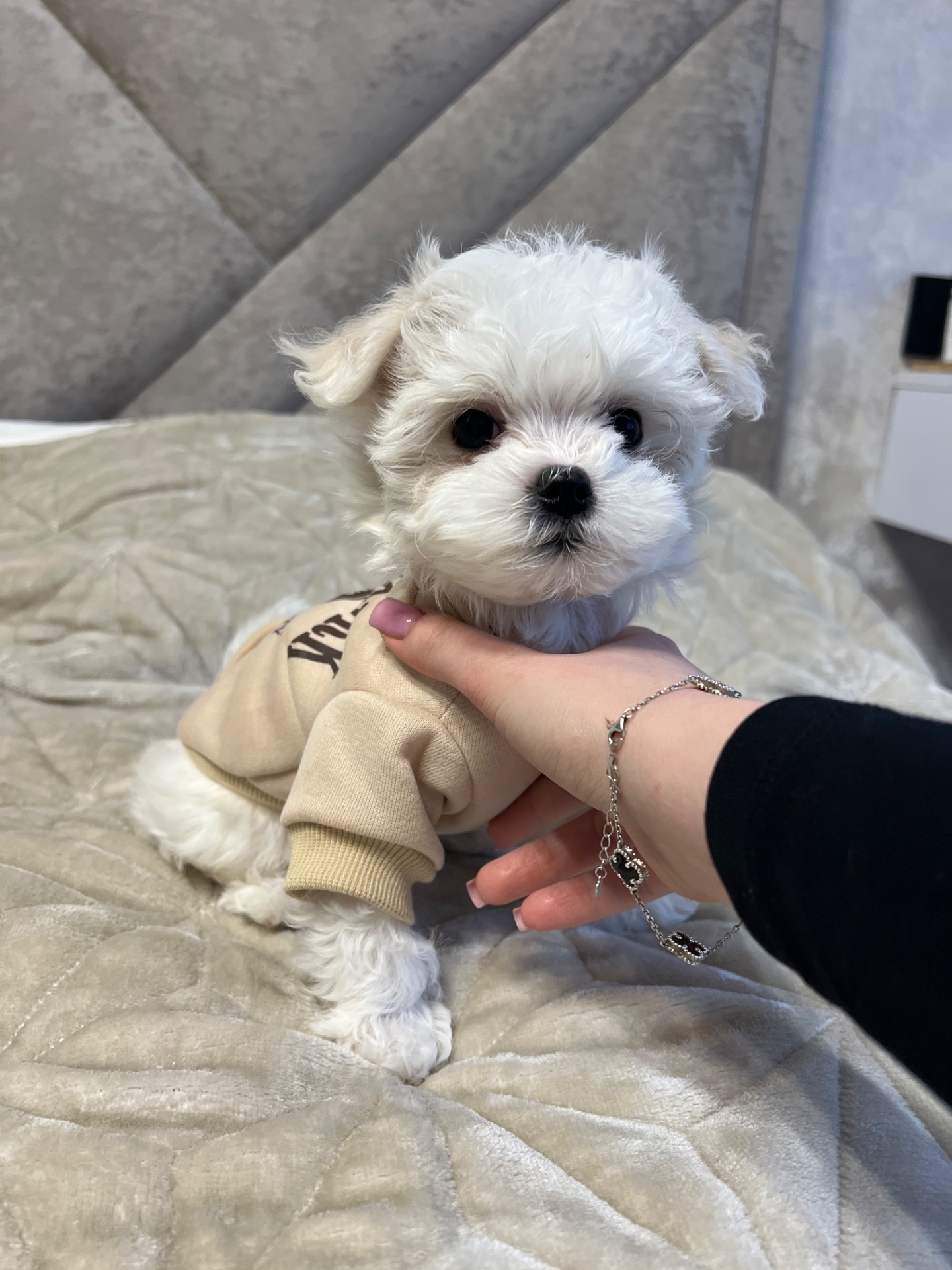 Мальтезе дівчинка