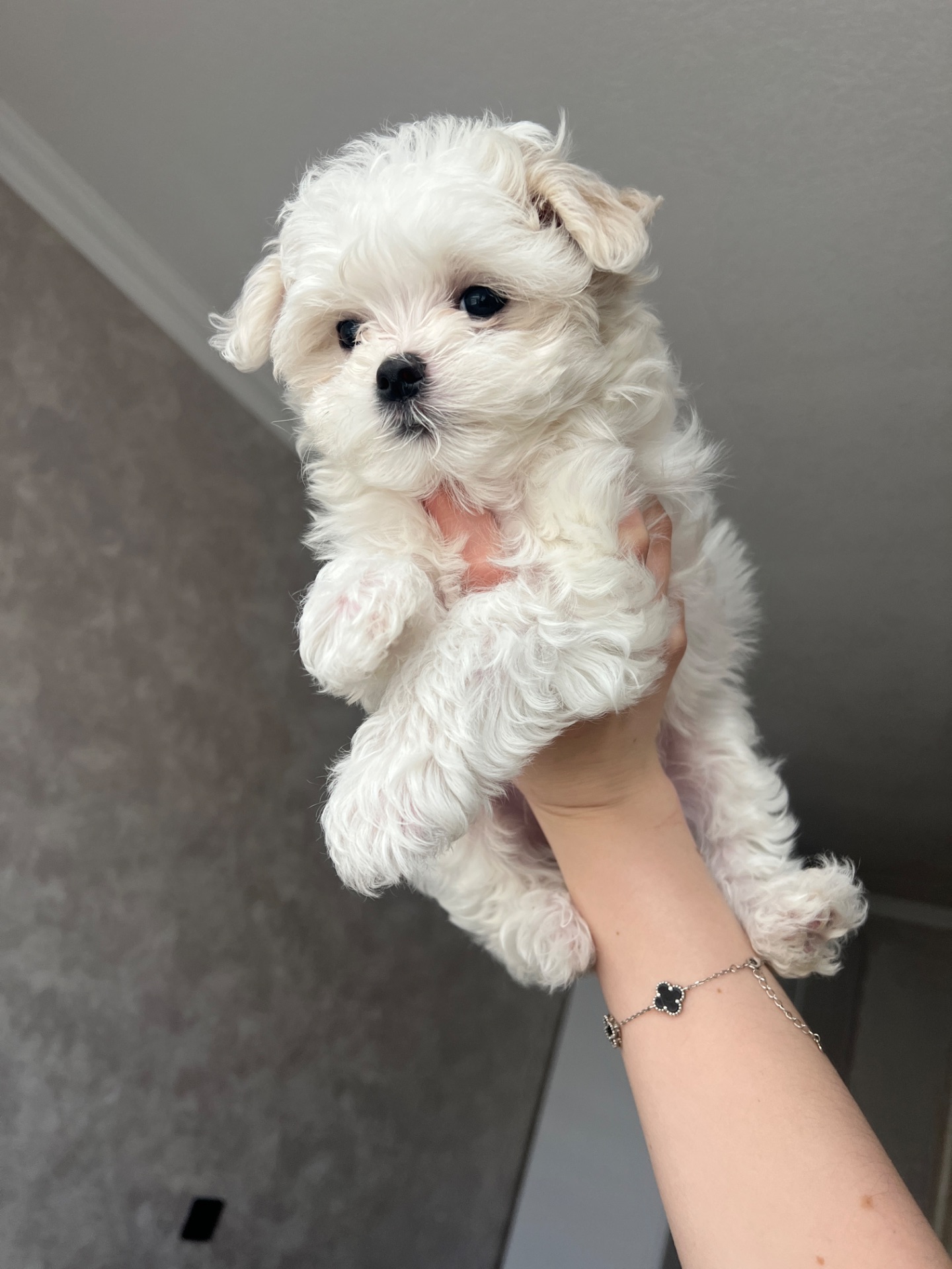 Мальтезе дівчинка