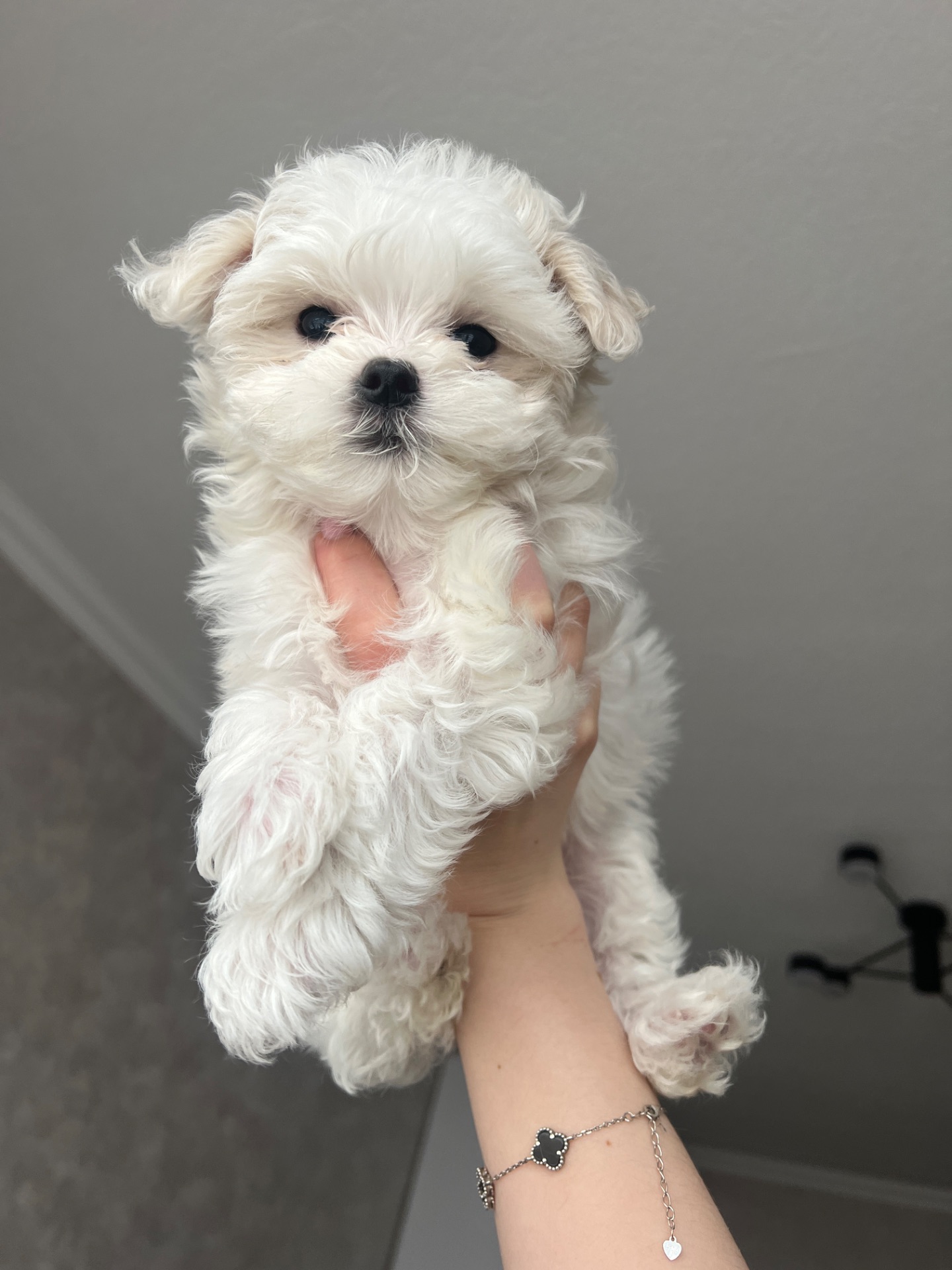 Мальтезе дівчинка