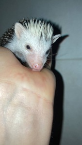 Африканський карликовий їжачок. Самичка