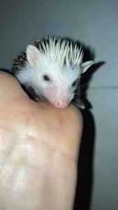 Африканський карликовий їжачок. Самичка