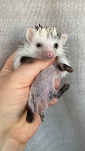 Африканський карликовий їжачок. Самичка